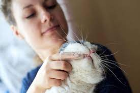You may want to have your cat visit the veterinarian before you begin brushing, as many cats already have gingivitis, which will. How To Make Brushing Your Cat S Teeth A Hassle Free Experience Daily Paws