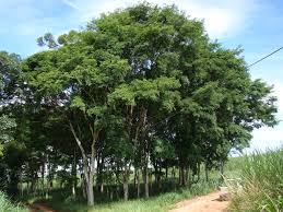 Image result for Caesalpinia ferrea
