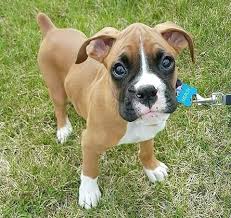 Use the search tool below and browse adoptable there are animal shelters and rescues that focus specifically on finding great homes for boxer puppies. Boxer Puppies Rescue Cheap Online