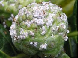 Résultat de recherche d'images pour "ants and mealybugs"