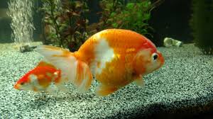 Best Tankmates For Goldfish Advanced Aquarium Concepts