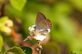 Image result for Satyrium buchananii