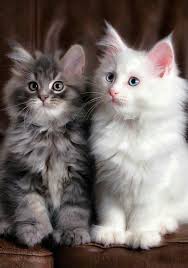 Pin By Anna S Place On A Cat S World Cute Cats And Kittens Cute Cats Kittens Cutest