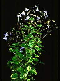Image result for Streptocarpus myoporoides