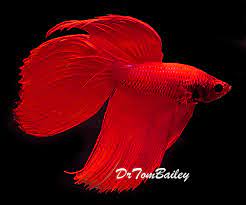 Bettas are known to be induced to spawn by just putting a few of the leaves into their tank. Betta For Sale