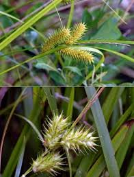 Image result for Carex sp.no.1