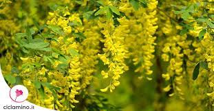 Articoli intimi (per motivi di salute/igiene). Fiori A Grappoli Giallo Verdognoli Narcissus Bridal Crown Ciotola O16cm In 2020 Bulb Fiori Bisessuali Alternati Ad Altri Unisessuali Colore Giallo Verdognolo Embro Iderca