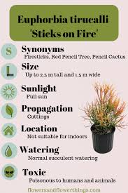 Euphorbia Tirucalli Sticks On Fire Flowersandflowerthings Pencil Cactus Euphorbia Cactus Flower