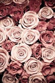 We did not find results for: 11 Best Iphone 7 Wallpaper Flower Ideas Rose Wallpaper Flower Wallpaper Rose Gold Wallpaper