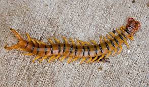 One difference between a centipede and a millipede is that a centipede only has one set of legs (or two legs total) per body segment. Centipedes Vs Millipedes How To Tell Them Apart Desertusa