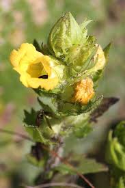 Image result for Alectra sessiliflora