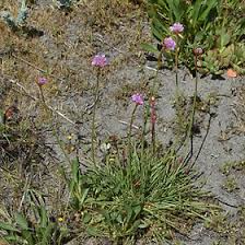 Image result for Plumbaginaceae