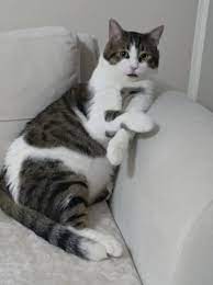 tekir kedi resimleri 18 en sevimli tekir kedi fotografi fotograf indir tekir kediler kedi kediler ve yavrulari