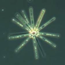 Image result for Gleichenia elongata