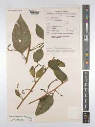 Image result for Polysphaeria harrisii