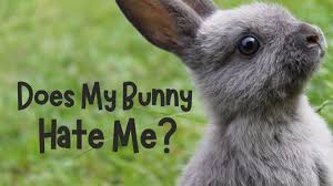 How do you set up a rabbit cage? Does My Rabbit Hate Me How To Be Friends With Your Bunny Pethelpful