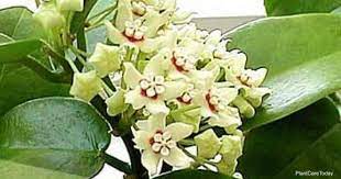 Hoya Australis Care How To Grow Australis Hoyas