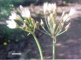 Image result for Nothoscordum borbonicum