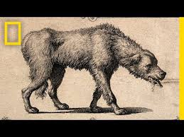 All canine rabies vaccines licensed in the united states and canada are inactivated (killed) vaccines. Crazy History Lesson How The Rabies Vaccine Came To Be National Geographic Youtube
