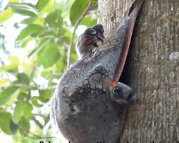 They are the most capable gliders of all glidin. Malayan Colugo At The Bukit Timah Nature Reserve Bird Ecology Study Group