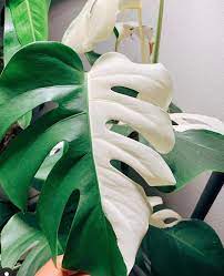 We did not find results for: My Pride And Joy Half Moon Variegated Monstera Deliciosa Pics