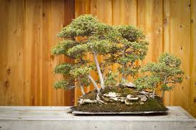 Cara Membuat Hutan Bonsai Atau Penanaman Berkelompok Grouping Bonsai Klasik Bonsai Klasik
