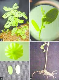 Image result for Phyllanthus fraternus
