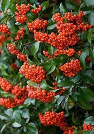 How To Grow Pyracantha And Which Varieties To Buy Plants Flowers Planting Flowers
