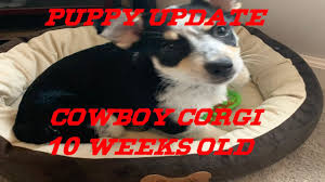 Learn about our available corgi puppies. Cowboy Corgi Update 10 Weeks Old Hes Got Spunk Youtube