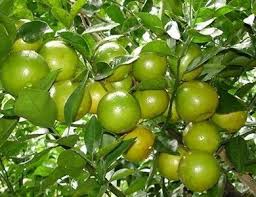 3) ambil sedikit doh, canai nipis (2mm tebal) atas landasan bertepung dan isikan 1 sudu makan inti, tutup dan kelim kemaskemas / gunakan acu karipap untuk menutupnya dan elakkan bocor sewaktu menggoreng. 12 Cara Betul Adun Limau Kasturi Untuk Kecantikan Sukatan Jangan Over Nanti Iritasi Mingguan Wanita