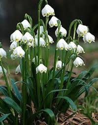 Egyeb Fexin Viraghagyma Webaruhaz Viraghagymak Viraghagyma Rendeles Viraghagyma Holland Viraghagyma Virag Spring Flowers White Flowers Beautiful Flowers