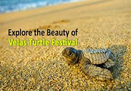 Why You Ought To Witness The Velas Turtle Festival At Least Once In Your Lifetime In 2020 Festival Beautiful Vacation Destinations Turtle