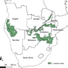 Image result for Acacia welwitschii