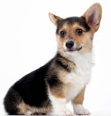 30 advice that you must listen before embarking on beagle. Corgi Breeders Mn Petsidi