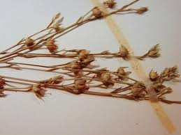 Image result for Limeum sulcatum