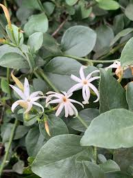Image result for Jasminum streptopus