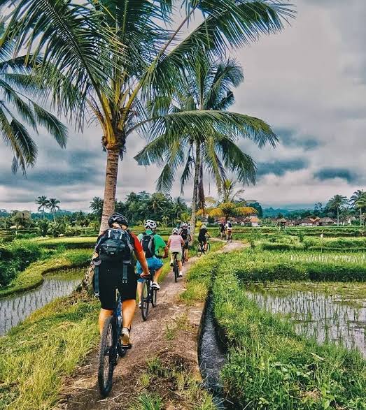 Bersepeda di sawah