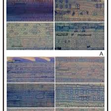 Image result for Acrachne