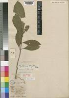 Image result for Achyrospermum