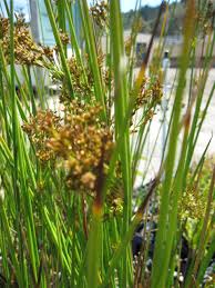 Image result for Juncus