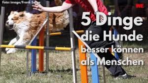 Sie möchten einem hund ein zuhause geben? Hund In Nrw Vierbeiner Sucht Neues Zuhause Es Gibt Einen Haken Derwesten De