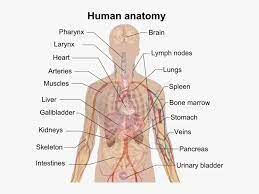 Whole human body diagram coloring pages to color, print and download for free along with bunch of favorite human body coloring page for kids. Inner Body Parts Name Free Transparent Clipart Clipartkey