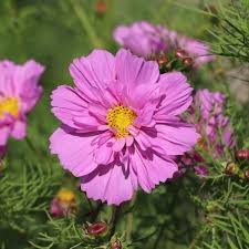 Image result for Cosmos bipinnatus