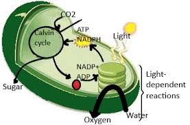 The light required is absorbed by a green pigment called chlorophyll in the leaves. List The Three Important Events That Occur In Photosynthesis Class 10 Biology Cbse