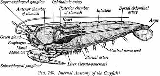 Crayfish Dissection Worksheet In 2020 Crayfish Dissection Student Skills