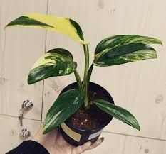 Monstera Standleyana Varigated Ship To Australia This Week We Have Two Color Of Monstera Standleyana Green With W Plants House Plants House Plants Indoor