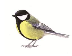 Tuinvogeltelling 2020 Tuinvogels In 2020 Koolmees Vogels Vogel Schilderijen