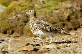 Image result for Sartidia angolensis