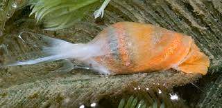 Image result for Isoglossa vulcanicola