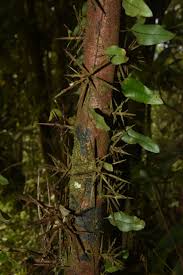 Image result for Trichilia quadrivalvis